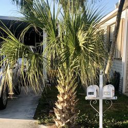 Free Palm …you Coming , Remove And Your Server 