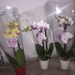 Orchids (Phalaenopsis) (4)