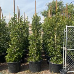 Ficus Nitida 25 Gallon Privacy Hedge