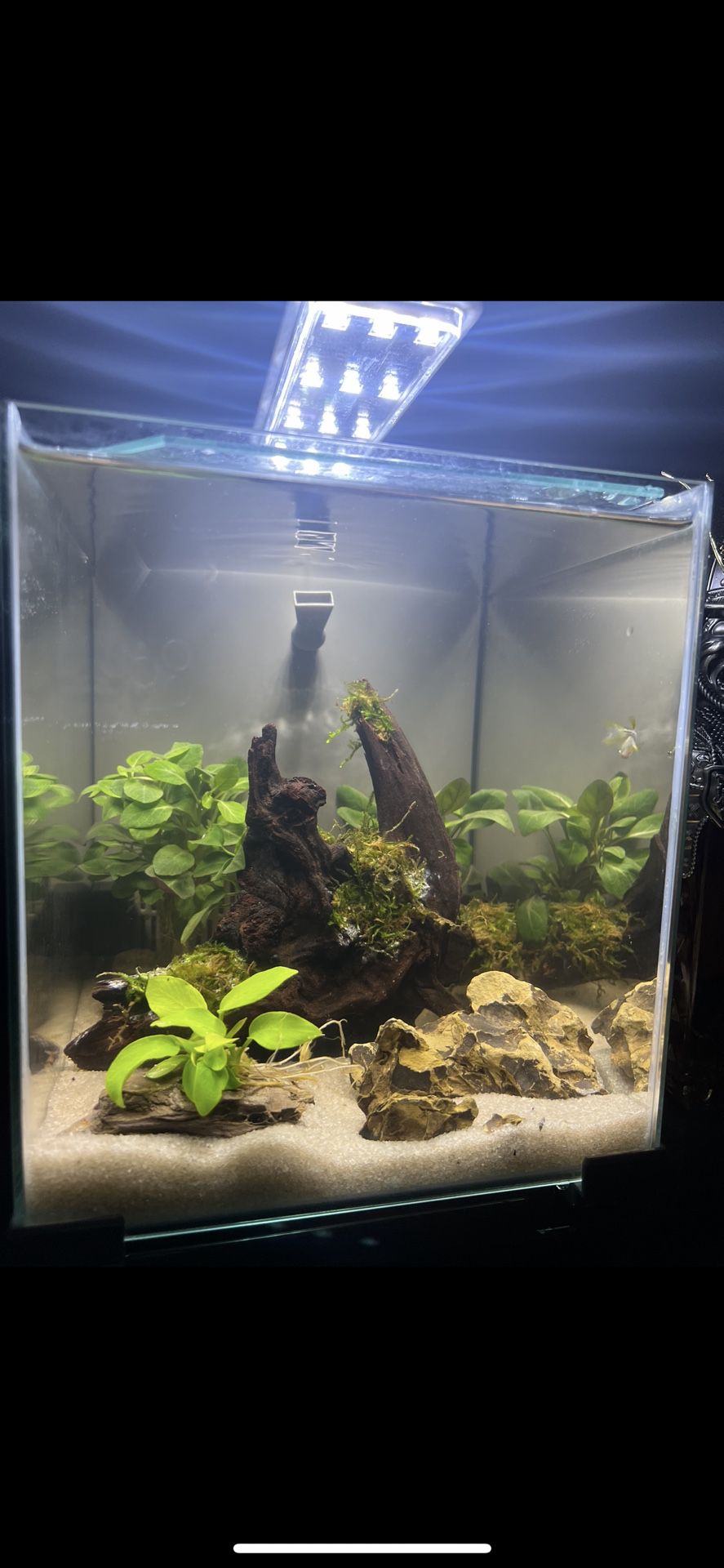 Desktop Fish Tank 