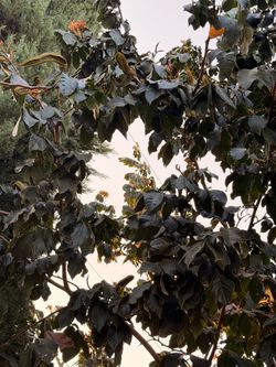 Árbol de pepeto