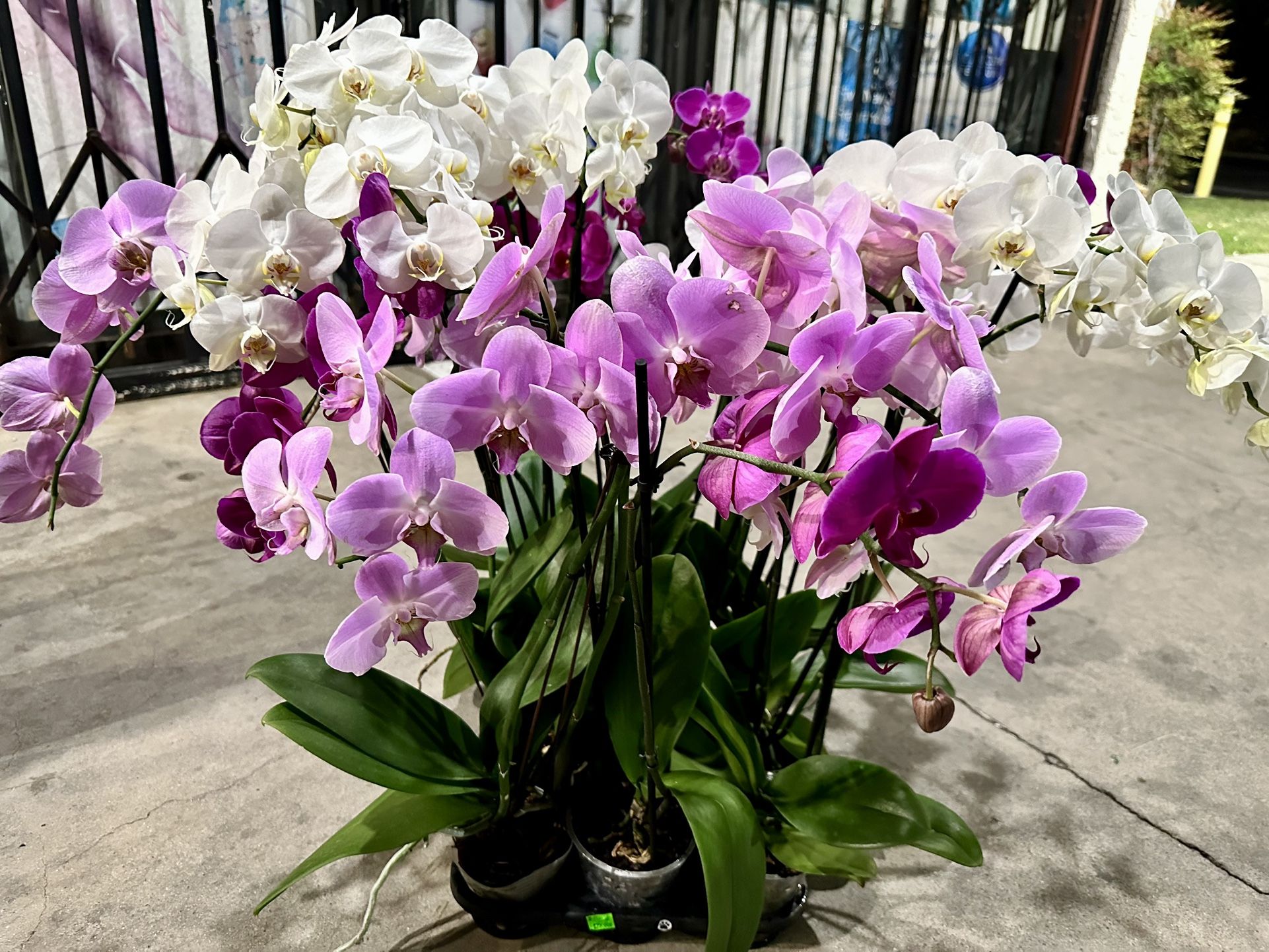 Big And Tall Orchids 2 Spikes Pot Final Sale