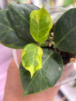 Hoya Obscura Albo