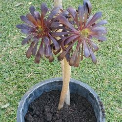 #38 Black Rose plant, 5gal, 4Feet tall