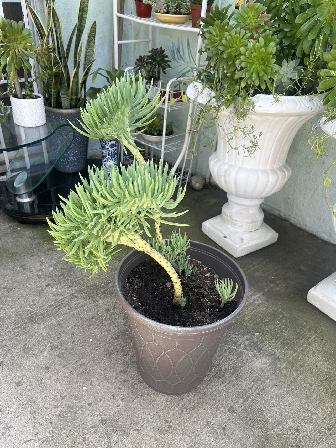 Rare Beautiful Large 3 Mermaid Tail Plant Succulent Flower In Pot Home Patio Yard Garden