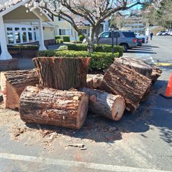 Fresh Sequoia Rounds 