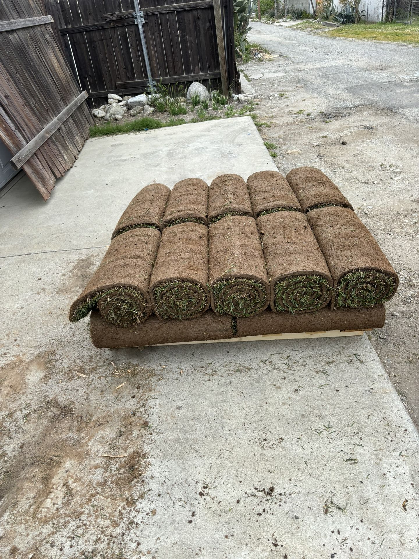 Sod Fescue 