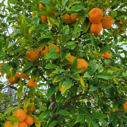 Sour  Orange  Tree