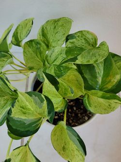 Harlequin pothos