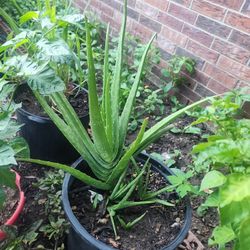 Aloe Vera Plant