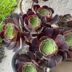 Aeonium leucoblepharum And Black Rose Cuttings  With  Roots