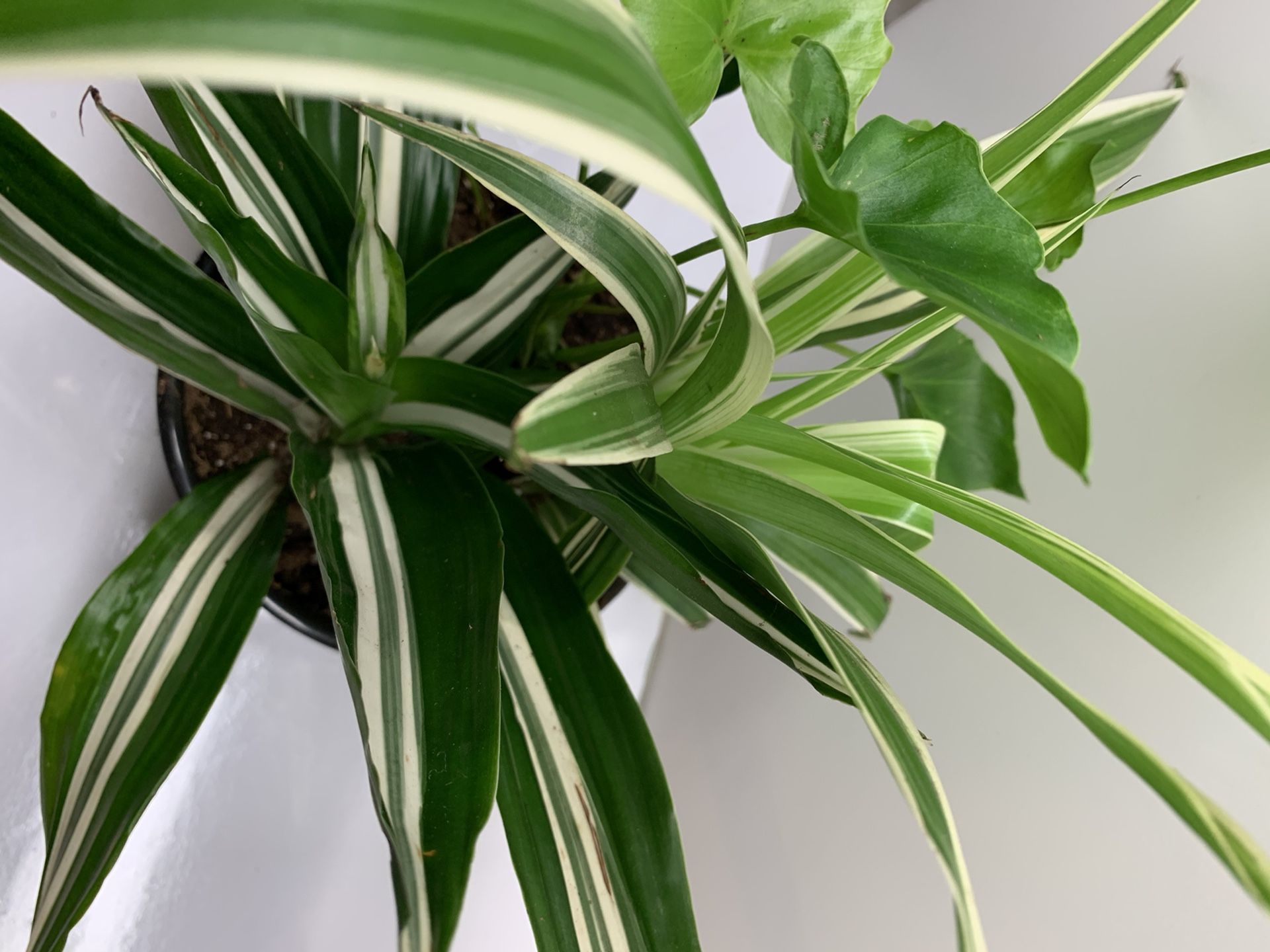 3 plants in 1 pot (philodendron, spider plant, song of India)