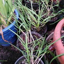 Garlic Chives Herb 6" Plant