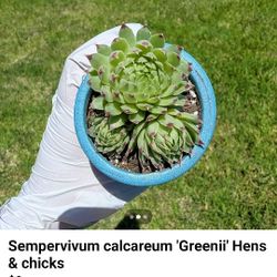 Sempervivum Calcareum