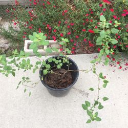 Beautiful Flower Plant To Attract Butterfly Or Hummingbird 