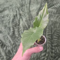 Alocasia Emerald Isle Pups