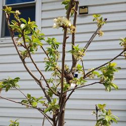 President Plum Tree 