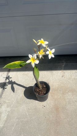 Plumeria Hawaiian plant