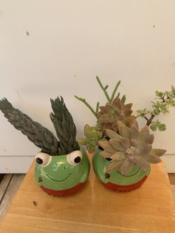 Plants 🪴