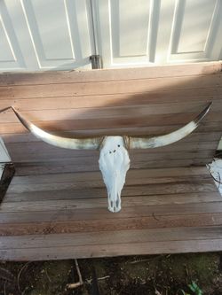 Real Longhorn Steer Skull with Horns