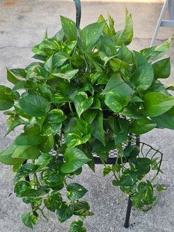 Golden Pothos hanging basket live plants