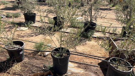 Olive trees