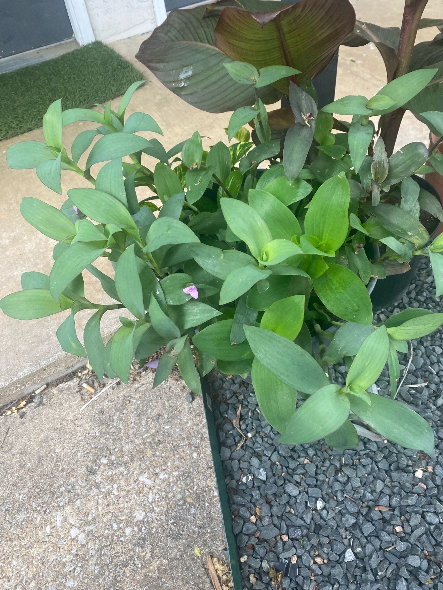 Purple Queen Plant (Tradescantia Zebrina)