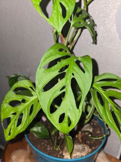 Swiss cheese Plant