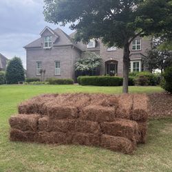 Fresh Long Leaf Pine Needles 
