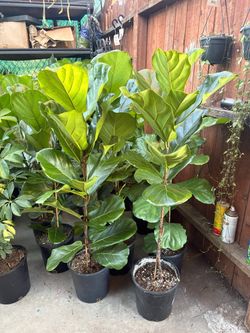 Fiddle Fig 3Ft+ (Indoor Plant)