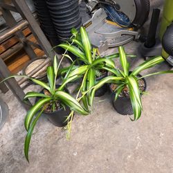 Spider Plants