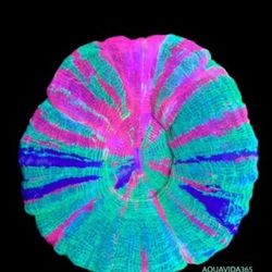 Saltwater Aquarium Deals 🐠🐡🦀🐌