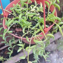 String Of Rubies Plant