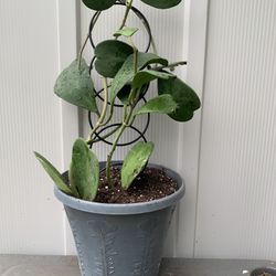 Beautiful and healthy Hoya kerrii plant  commonly known as a sweetheart plant or Valentine hoya, due to its thick, heart-shaped leaves. bright, indire