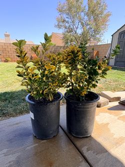 Total of 2 Hedge, shrub, bush