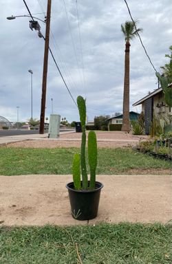 Small Prickly Pear Cactus Plant