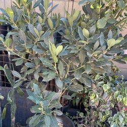 Arbol De Laurel  Comestible