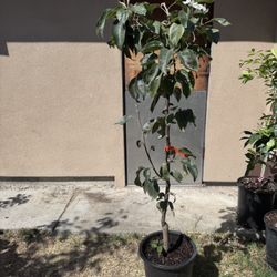 Asian Pear Tree 4 Feet Tall 
