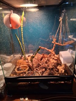 Tree frog enclosure