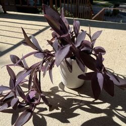 Purple Heart, Tradescantia Pallida