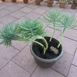Large Homegrown Rare Beautiful Mermaid Tail In Pot