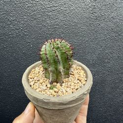 Euphorbia ferox
