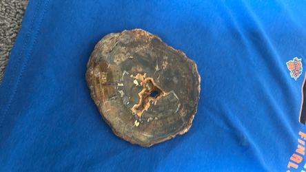 petrified wood slice crystal