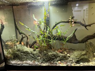 50 Gallon Fish Tank