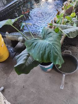 Big tropical elephant ear plant