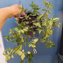 Tradescantia Fluminensis 'Yellow Zebra'