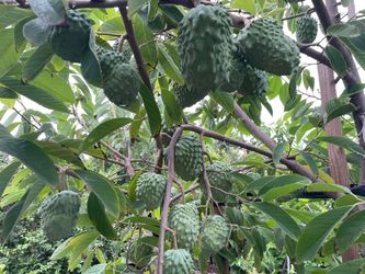 African Pride Atemoya Fruit Tree