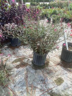 BeeBlossom – 3 Gallons for $13