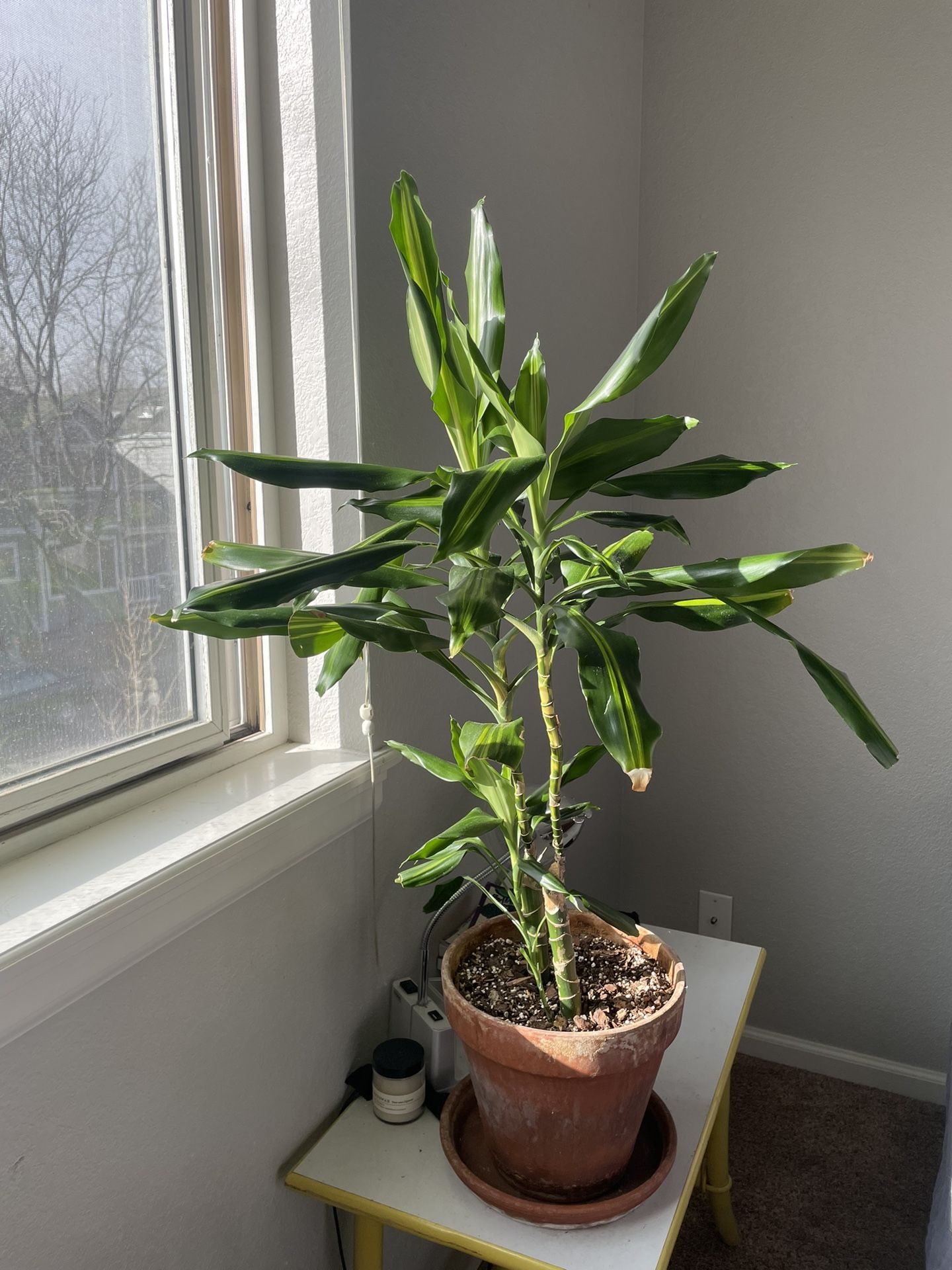 Bamboo Potted