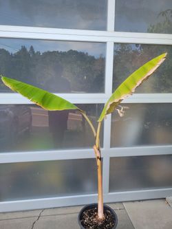 Rare INDIAN BANANA TREE 